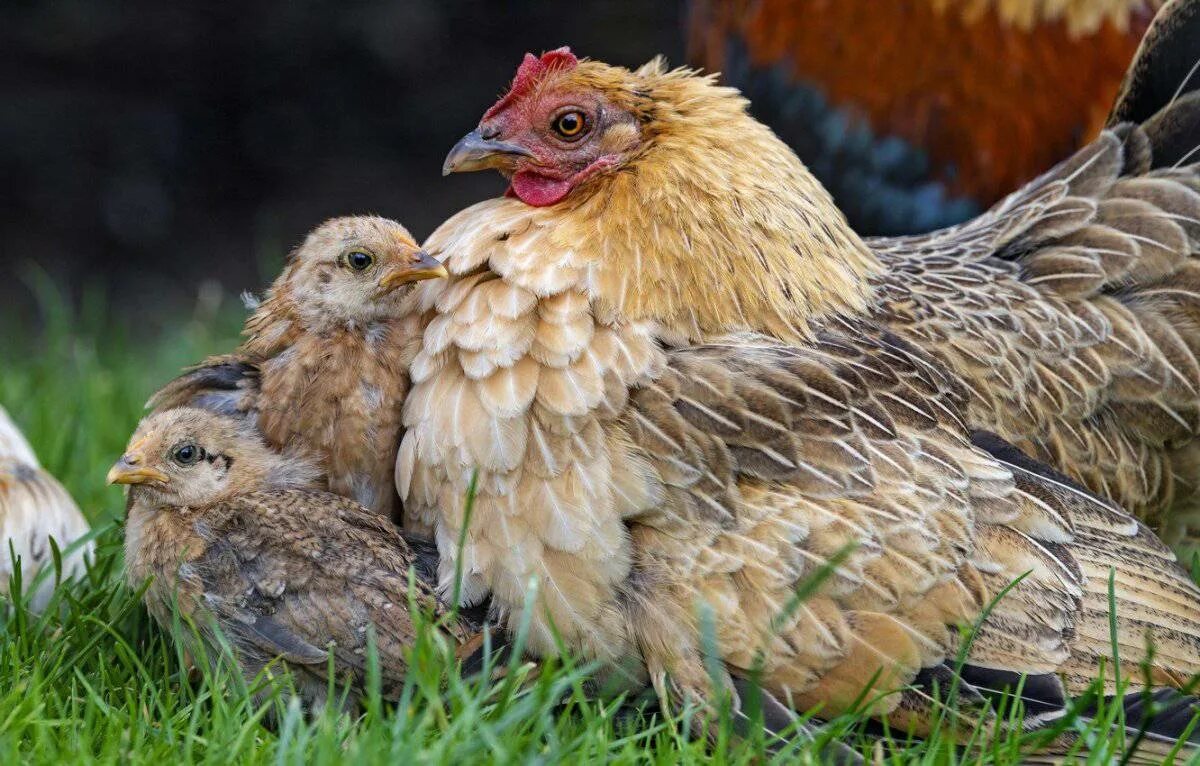 Цыплята кур фото. Курочка наседка. Шамо наседка, Квочка. Курица наседка Квочка. Наседка пеструшка.