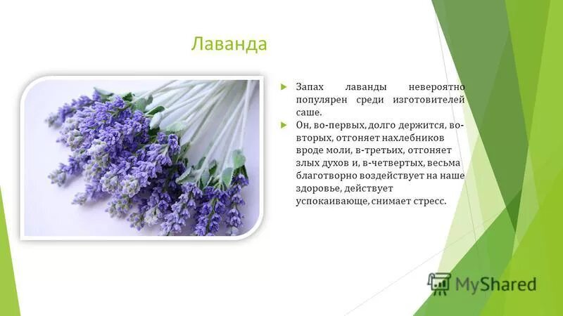 запахло лаванды песня. запах лаванды 2016. девушка с лавандой. запахло лаванды песня. запахло лаванды песня.