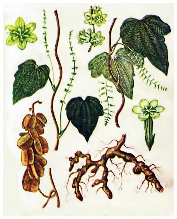 Лещина (лист) старослав, 50 г. Диоскорея ниппонская корневища. Диоскорея ниппонская корни. Диоскорея ниппонская фармакогнозия. Корневища диоскореи ниппонской.