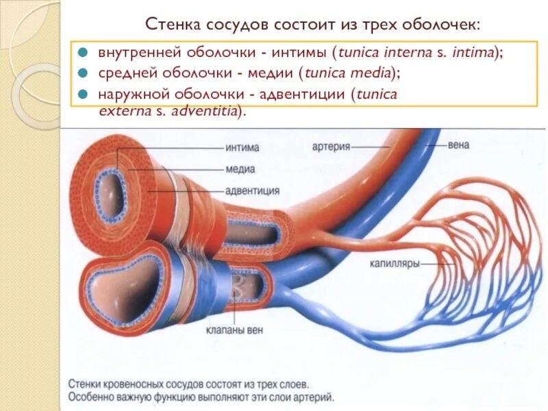 Строение оболочки артерии. Оболочки кровеносных сосудов. Стенка артерии состоит из 3 слоев оболочки. Строение стенки сосудов. Виды кровеносных сосудов строение