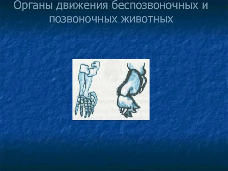 Органы движения органы движения. Органы движения позвоночных животных. Органы передвижения беспозвоночных. Способы передвижения беспозвоночных.