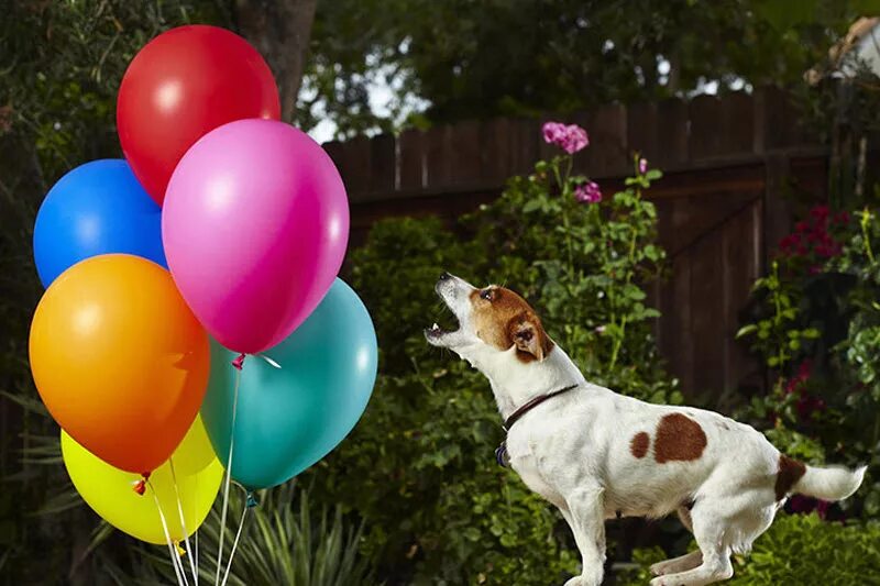 Собака в шаре. Воздушные шары собаки. Шарик собака воздушный. Собака с воздушными шарами. Сотака с шариком воздушным.