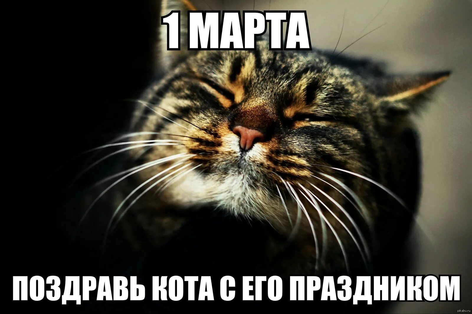 Британский котенок pjkjnfz ibyibkf jöjb. 1 котенок. Котенку 1 годик. Милая кошка. Кот 1 кот.