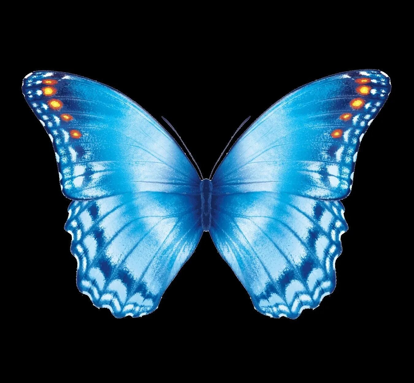 Изображения в формате gif. Бабочки. Анимация бабочки. Голубая бабочка. Бабочки гиф.