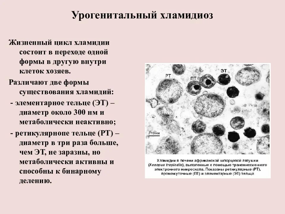 Хламидии это. Хламидии - возбудители урогенитальных инфекций. Инфекционная форма хламидии. Урогенитальный хламидиоз продрома. Формы существования хламидий.