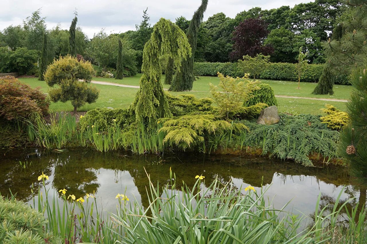 Uk parks. Прудик с ивой. Сад Трокадеро пруд. Ивовые заросли Британии. Ивовый кустарник пруд.