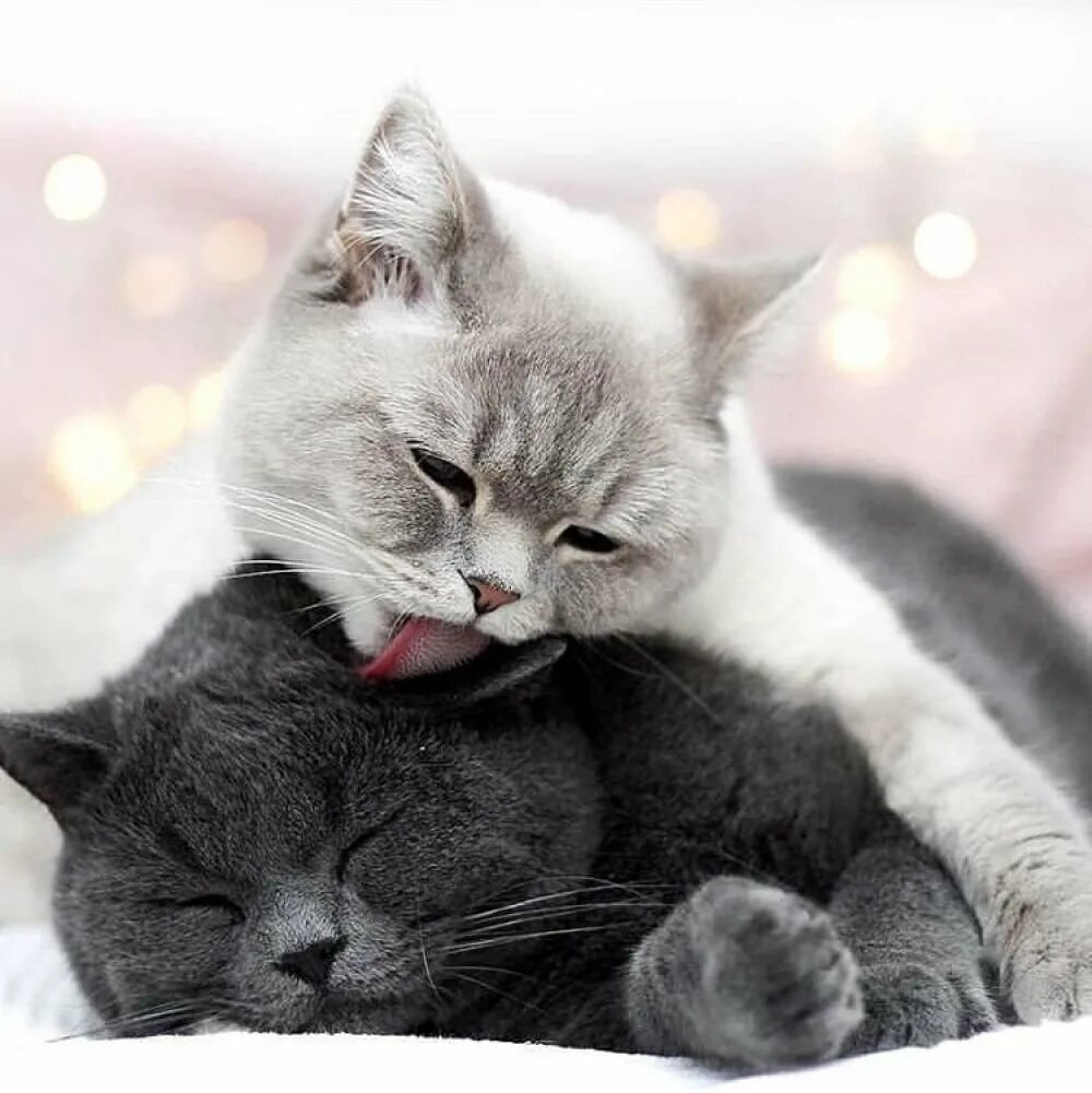 Кот любимый кот парню. Нежные котята. котята любовь. доброе утро котик. любимые котики.