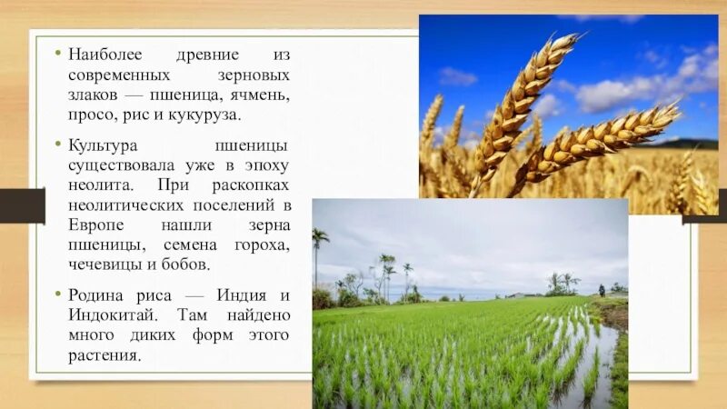 Пшеница бывает озимая и яровая. Сведения о пшенице. Зерновые культуры культура пшеница озимая. Почему пшеница. Почему пшеница.