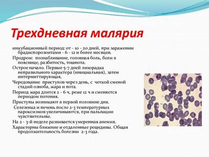 Что такое малярия