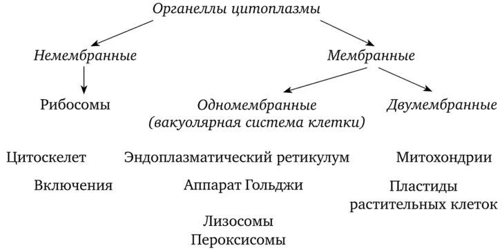 Мембранные и немембранные органоиды. Немембранные органеллы цитоплазмы. Мембранные и немембранные органеллы клетки. Немембранные органоиды прокариот.