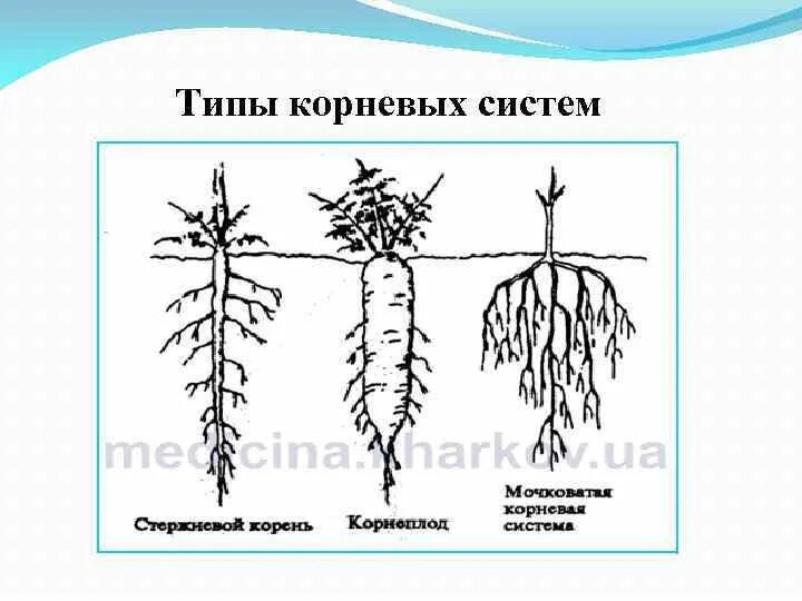 Какой тип корневой системы сформируется если. Типы корневых систем схема. Стипы Корневы х систем. Корень виды корневых систем.