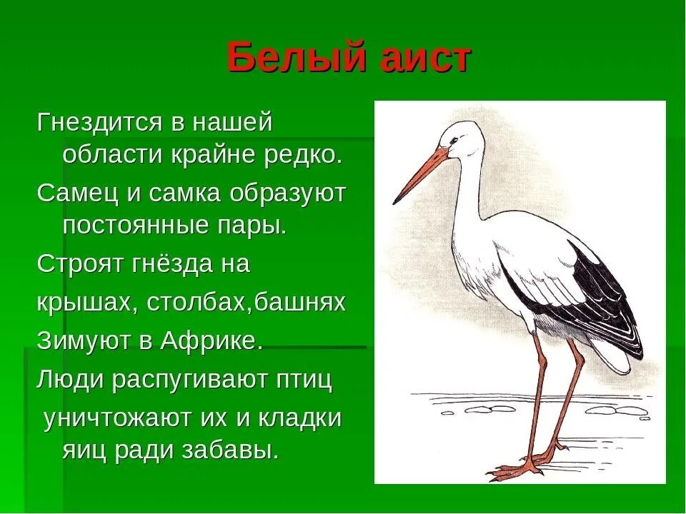 Аист составить слова. Доклад про аиста. Аист Перелетная птица. Рассказы про аистов детям. Доклад про аистов.