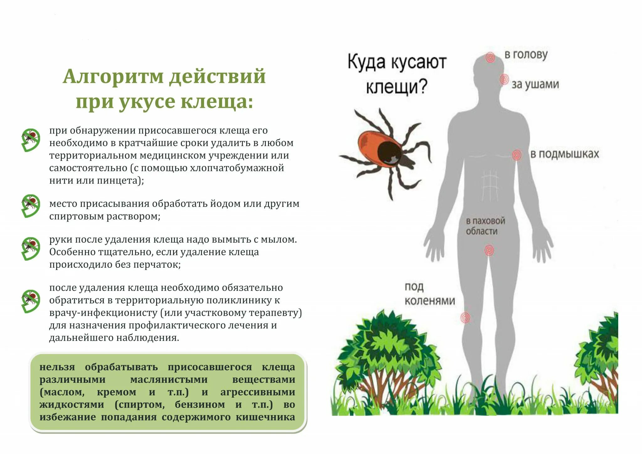 Памятка первая помощь при укусе клеща. Памятки о клещевом вирусном энцефалите. Алгоритм действий при укусе клеща. Памятка действия при укусе клеща у детей. Чем обработать укусы в домашних условиях