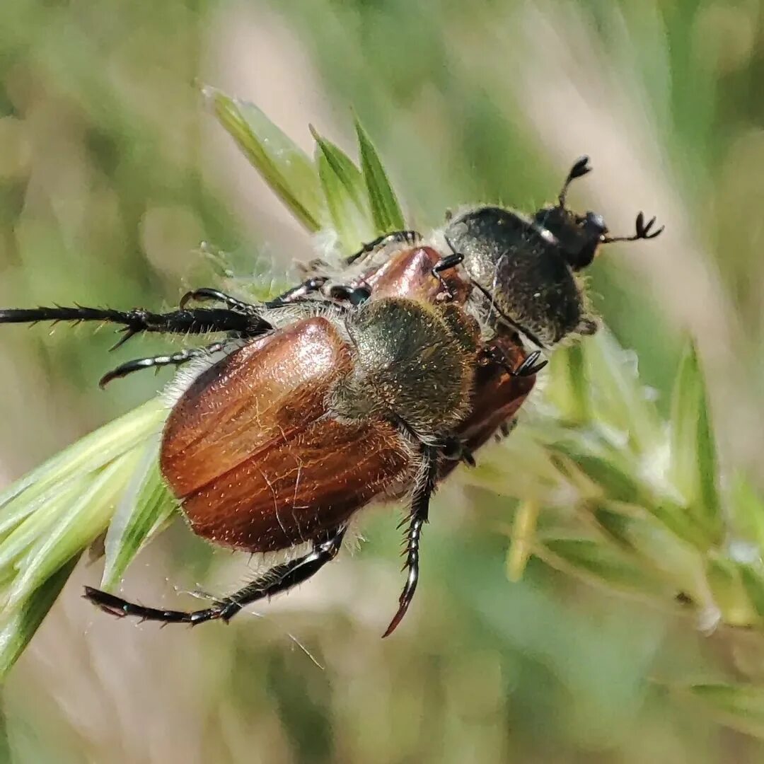 сочинский майский жук. майский жук самец и самка.