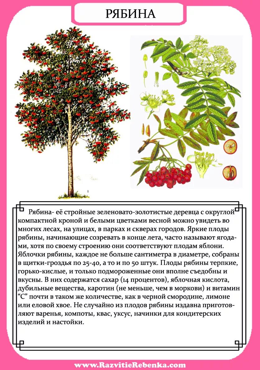 Описание деревьев для детей. Описание дерева. краткое описание деревьев. картинки деревьев с описанием. деревья с описанием для дошкольников.
