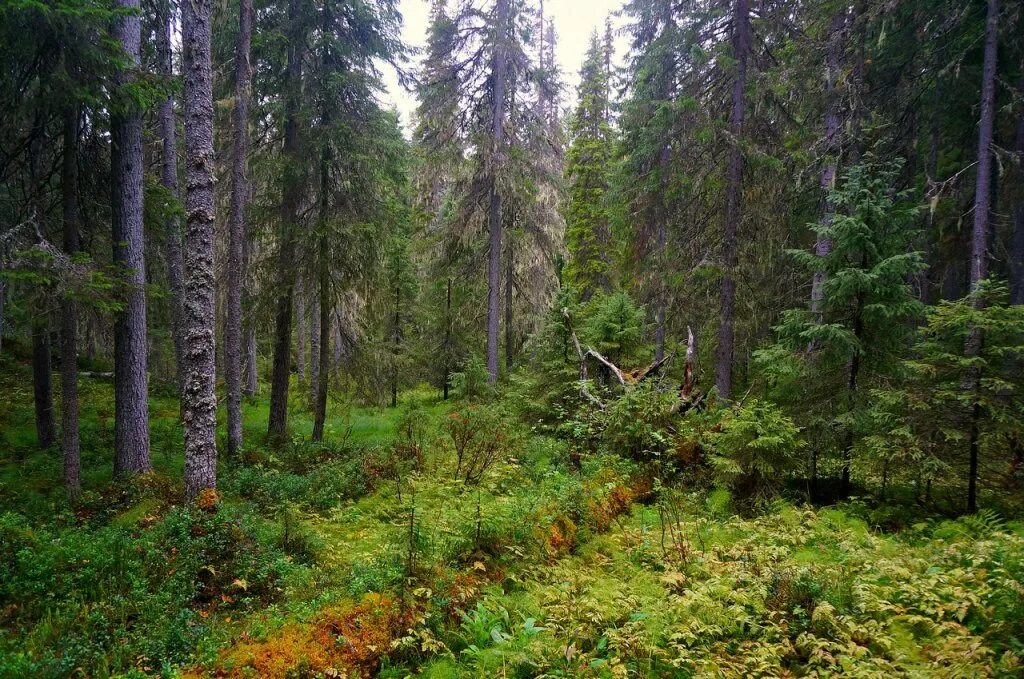 Особенности тайга хвойные леса