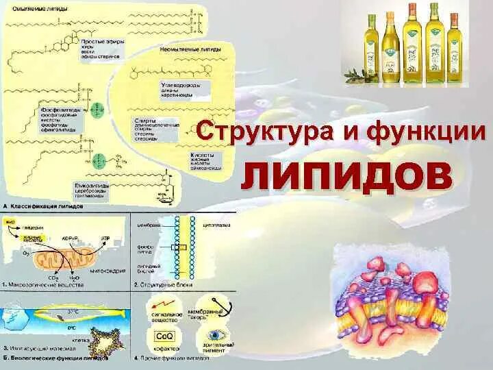 Химическая структура липидов. Основные (канонические) функции липидов. Включения жира в клетках печени аксолотля. Биологическая роль липиды функции. Включения жира в клетках печени гистология.