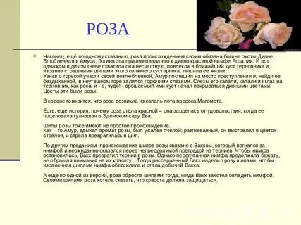 Описание про розу