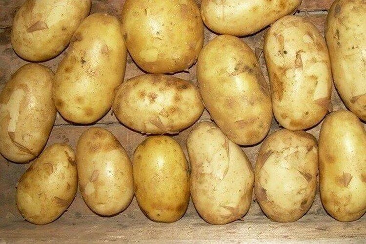 Белая картошка сорт. Сорт картофеля афганка. картофель сорт репанка. картофель сорт фиделия.