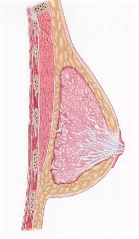 воспаления и опухоли на деснах. монтгомери железы у небеременных и беременных. почему набухает и болит. почему набухает и болит. бромт грудь перед месячными.