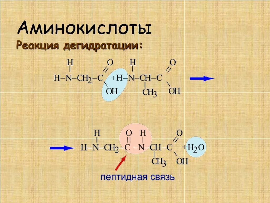 Межмолекулярная дегидратация аминокислот. Уравнение реакции взаимодействия аминокислот. Химические свойства аминокислот – дегидратация.