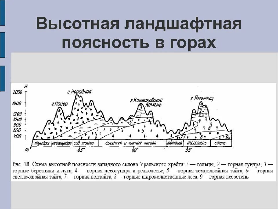 Высотная поясность гор. Высотная поясность 8 класс Уральские горы. Высотная поясность в горах Алтая. Схема ВЫСОТНОЙ поясности уральских гор.