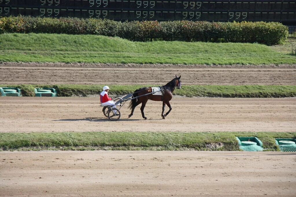 ипподром тбилиси. ипподром махачкала скачки. ипподром махачкала. ипподромы краснодарского края. ипподром махачкала.