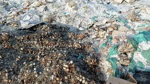 Омск свалка яиц