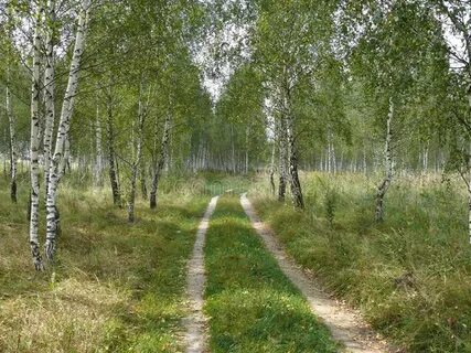 Такси березовая роща