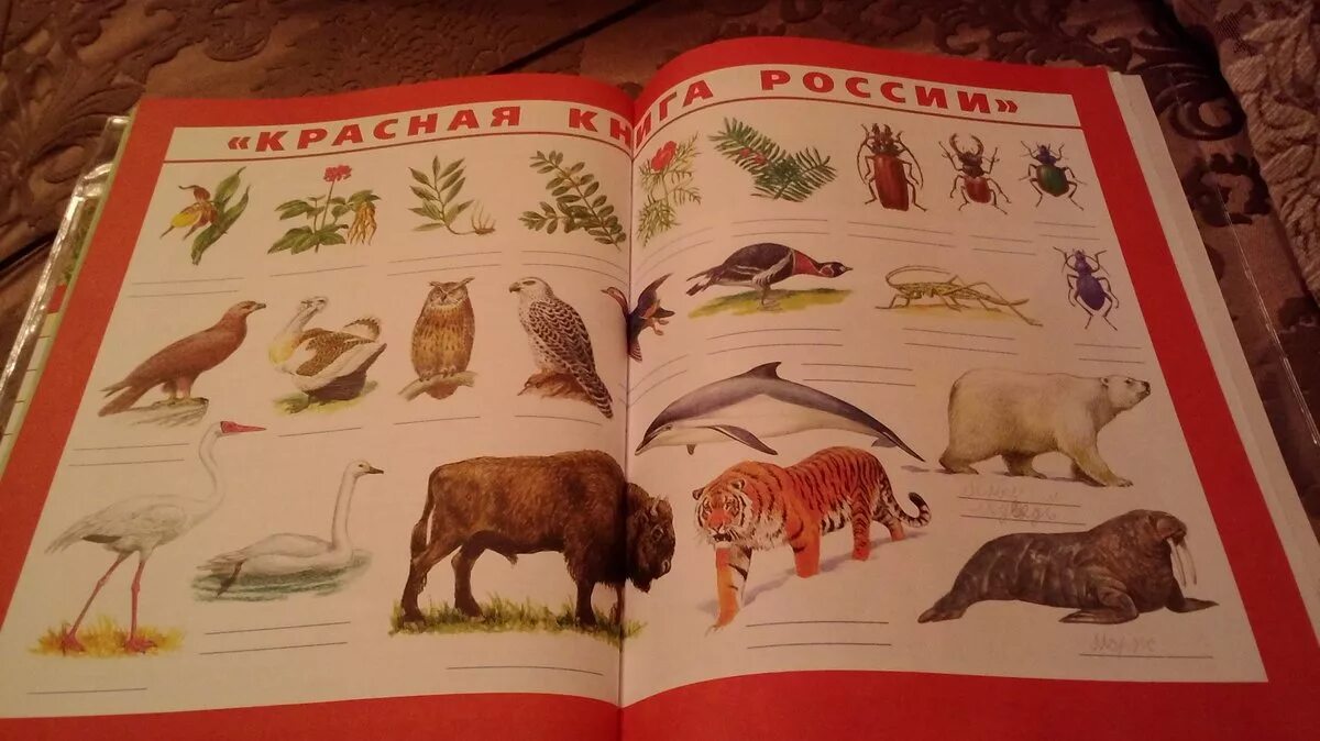 Рассмотри изображение редких животных. Плакат красная книга россии. редкие растения и животные разных природных зон. обитатели зоны арктических пустынь животные красной книги. найди на плакате редких животных тундры.