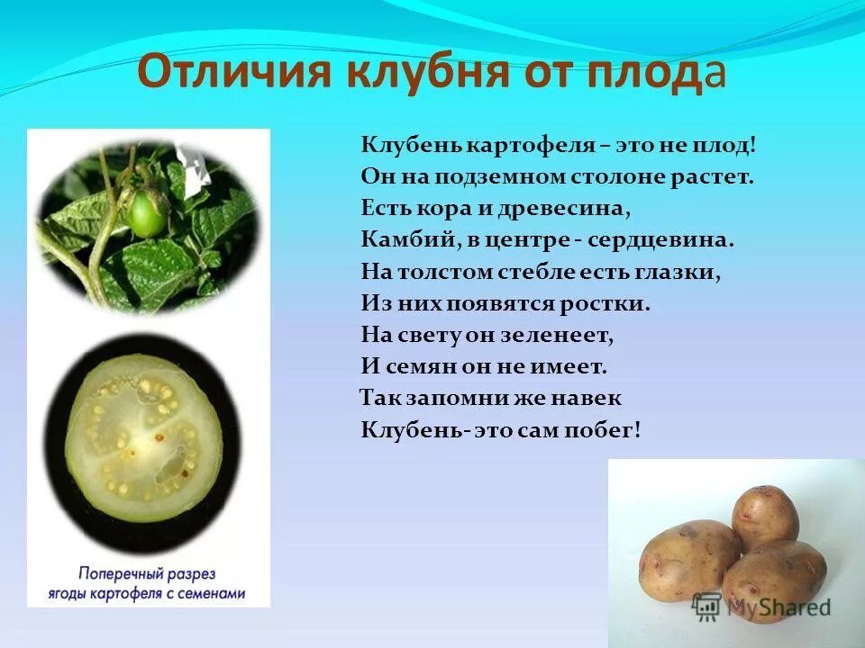 Корнеплод свеклы и клубень картофеля. Плод картофеля. Клубень картофеля это плод. Плод картофеля ягода. Плод картофеля называют клубнем.