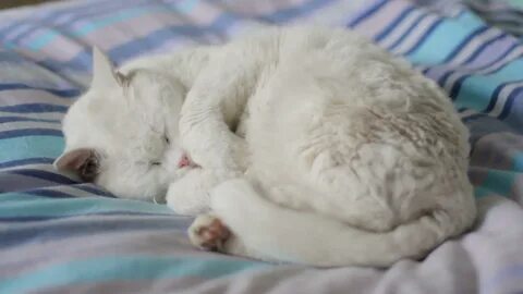 White sleep