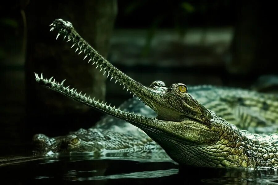 Крокодил про животных. Гангский гавиал. Индийский крокодил гавиал. Гангский гавиал (Gavialis gangeticus). Аллигатор гавиаловый.