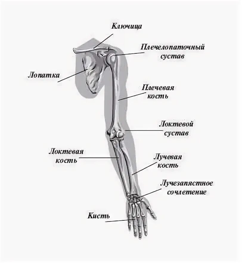 Рука человека название. Рука анатомия строение кости. Строение скелета руки человека. Строение руки человека с названиями плечо предплечье. Плечо предплечье кисть анатомия.