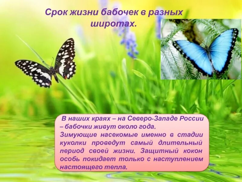 Продолжительность жизни бабочки. Сколько живут бабочки. Срок жизни бабочки. Беседа о жизни бабочек. Сколько лет бабочке