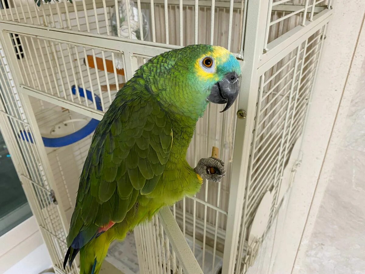 Parrots names. Попугай Бомгю. Попугай тото. Тхт попугай Бомгю. Тото попугай Бомгю из тхт.