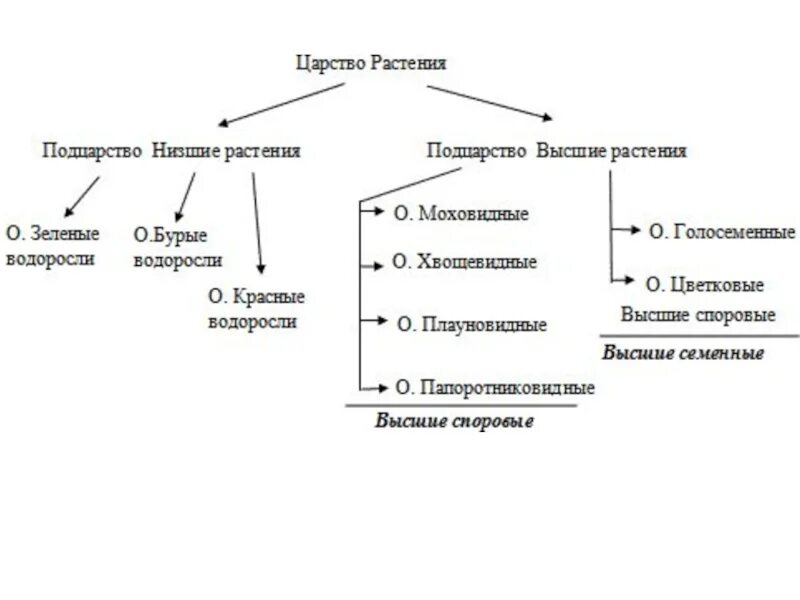 Классификация высших споровых растений схема. Споровые растения схема. Классификация споровых растений схема. Схема систематика растений водоросли.