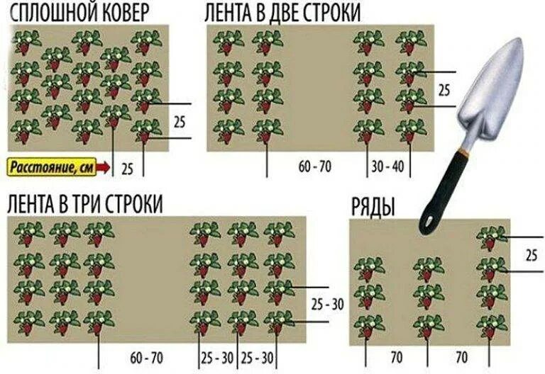 Грядка клубники схема. Клубника схема посадки двухстрочная. Трехстрочная посадка клубники схема. Гнездовая схема посадки клубники. Схема посадки земляники в открытом грунте.