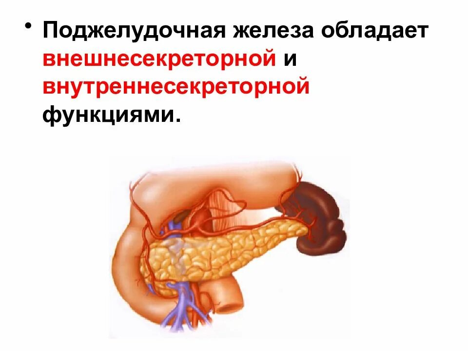 Поджелудочная железа анатомия функции. Анатомическое строение поджелудочной железы. Структура строение поджелудочной железы. Внешнее строение поджелудочной железы.