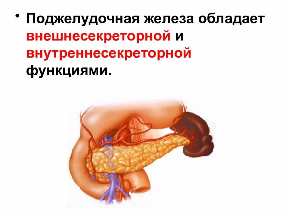 Железы внешнесекреторной функции. Поджелудочная железа анатомия функции. анатомическое строение поджелудочной железы. структура строение поджелудочной железы. строение поджелудочной железы кратко.