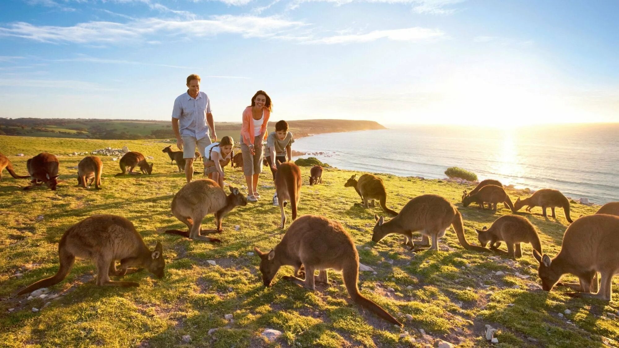 Сколько живет в австралии. Остров кенгуру (Kangaroo Island). Остров кенгуру (залив сент-Винсент). Кенгуру в Австралии.