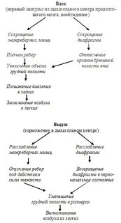 При выдохе выходит воздух