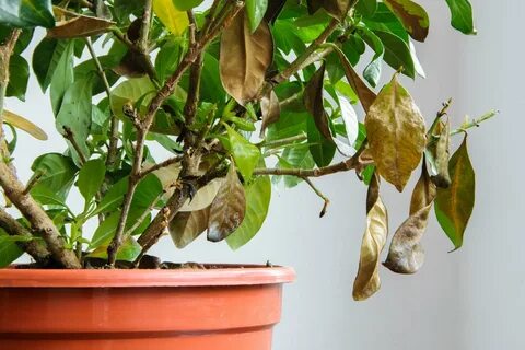 That leaves