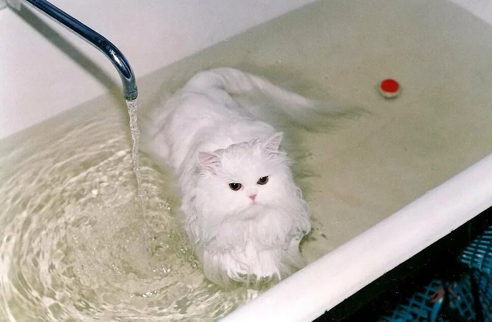 Котенок купается. Кошка моется. Котик в ванной. Мокрый котик. Видео коты в ванне