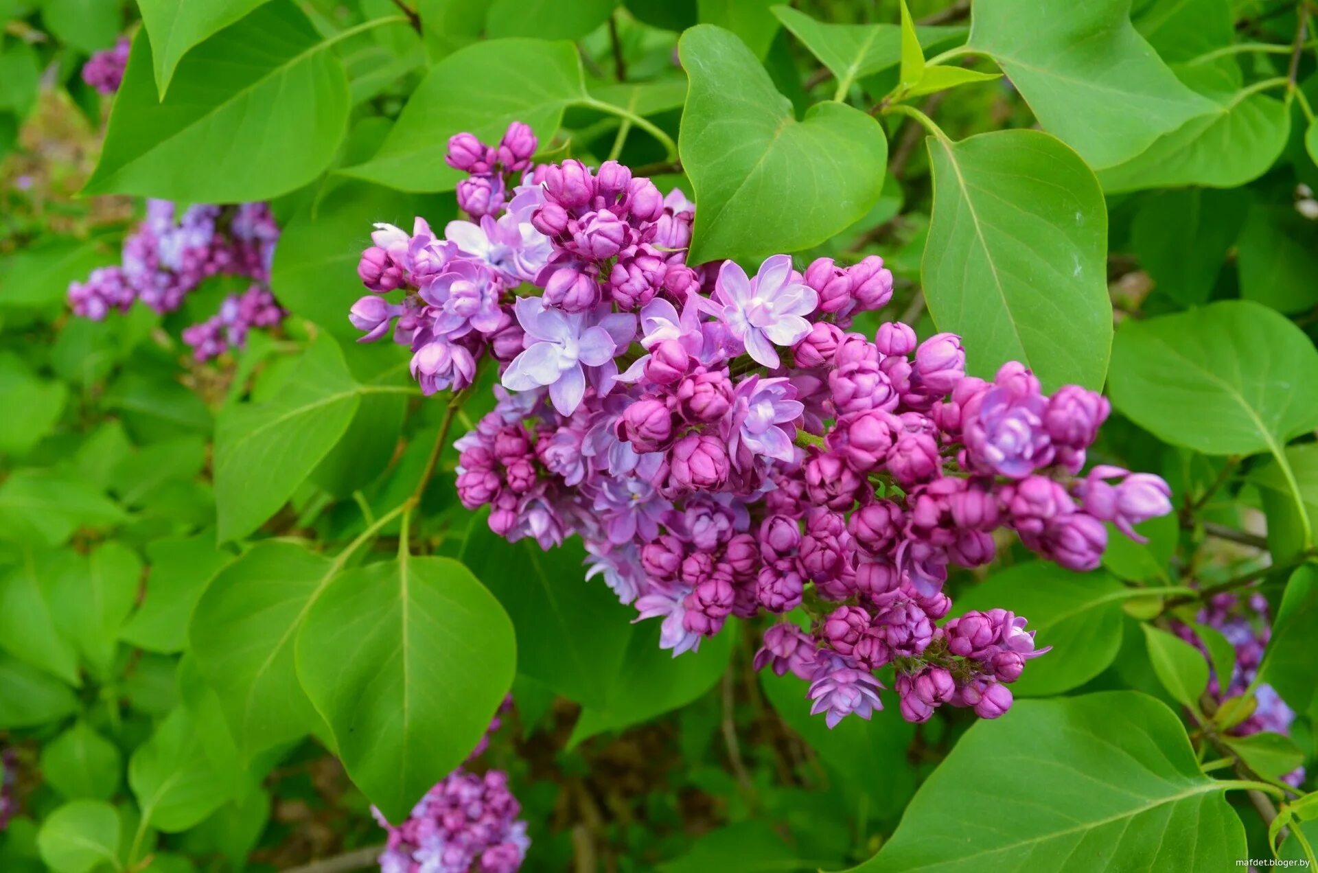 Сирень бульба. Сирень обыкновенная габитус. Сирень обыкновенная (Syringa vulgaris). Сирень Белисент.