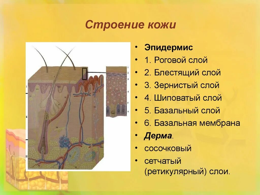 Строение кожи. Блестящий слой эпидермиса. Строение рогового слоя кожи. Строение рогового слоя эпидермиса.