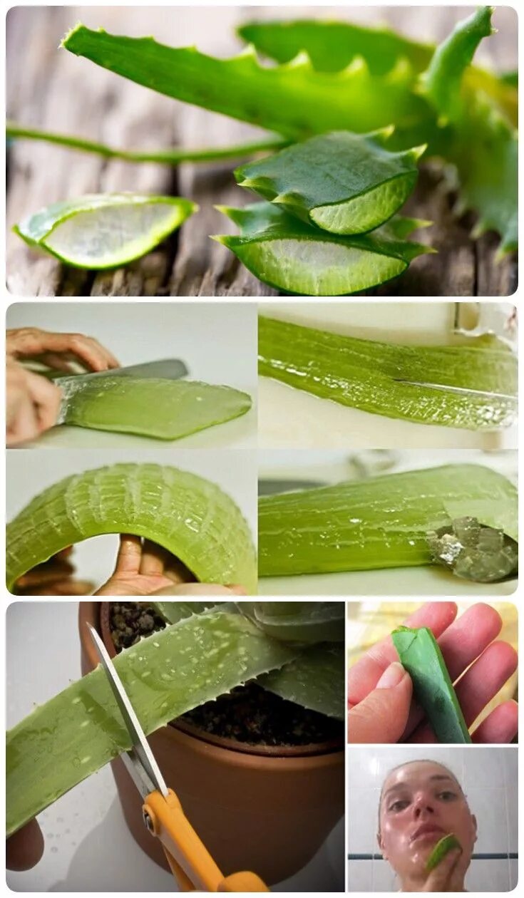 Aloe Vera with24. Алоэ лечебный.