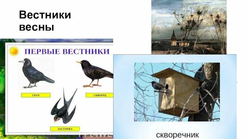 Птицы вестники весны. Птицы первые вестники весны для детей. Перелетные птицы вестники весны. Первые птицы прилетающие весной.