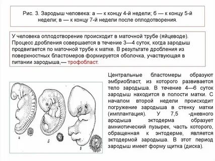 Развитие зародыша без оплодотворения