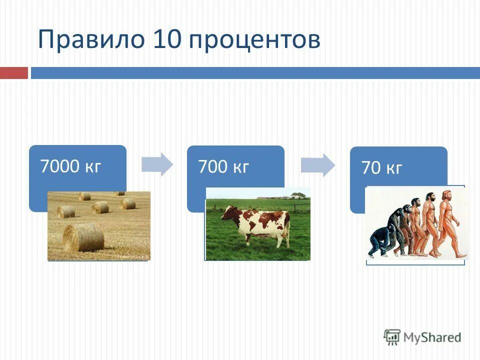 закон линдемана правило 10 процентов. правило 10 линдемана. правило 10 процентов. экологическая пирамида правило 10 процентов. закон 10 правило.